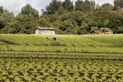 Coopera Paraná: Governo publica edital de R$ 31,5 milhões para apoiar agricultura familiar