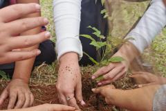 No Dia Mundial do Meio Ambiente, Paraná alcança 9,8 milhões de mudas distribuídas desde 2019.