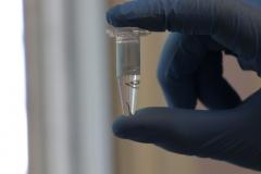 Biofábrica Wolbachia: Londrina e Foz do Iguaçu terão nova tecnologia de combate à dengue