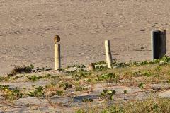 Mais biodiversidade no Litoral do Paraná: corujas-buraqueiras fazem tocas ao longo da nova Orla de Matinhos