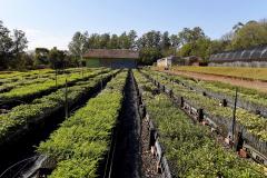  Reflorestamento urbano: Estado plantou 123 mil mudas de espécies nativas em 67 cidades