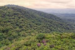 Paraná reduziu em 95% o desmatamento ilegal da Mata Atlântica entre 2021 e 2024, de acordo com dados do Instituto Água e Terra Foto: Denis Ferreira Netto/SEDEST-PR