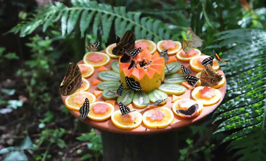 Foz do Iguaçu - Parque das Aves -