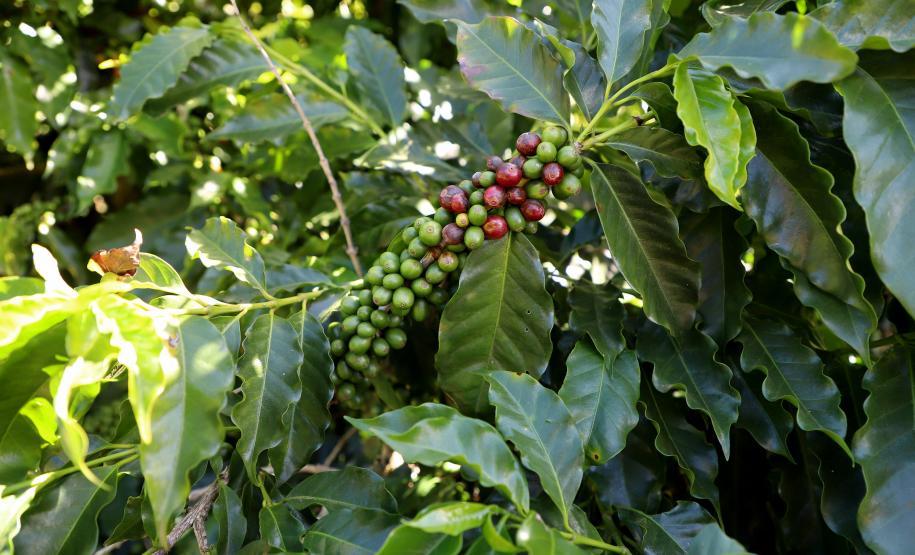 Produtoras de Pinhalão e de Tomazina vencem concurso Café Qualidade Paraná