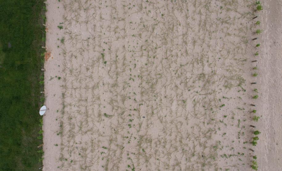 Revitalização da orla vai ampliar em quase cinco vezes a área de restinga nativa de Matinhos