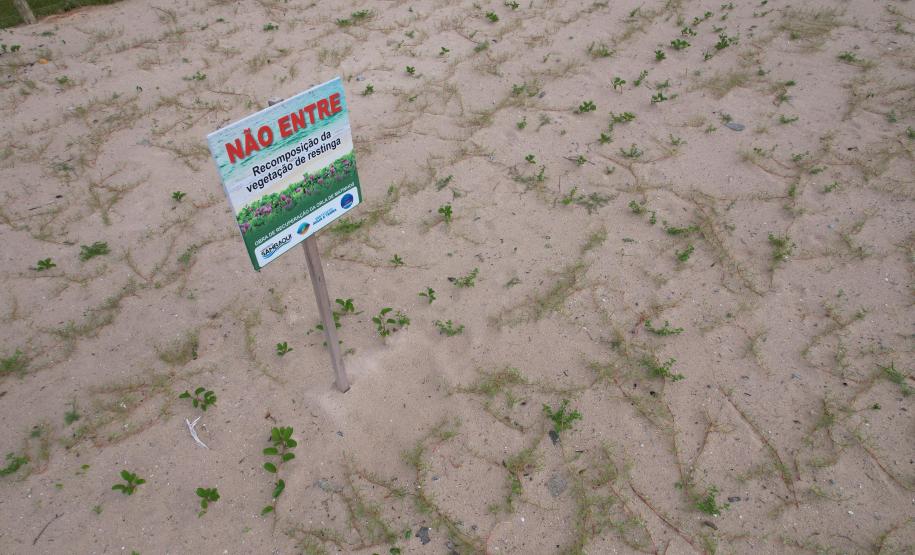 Revitalização da orla vai ampliar em quase cinco vezes a área de restinga nativa de Matinhos