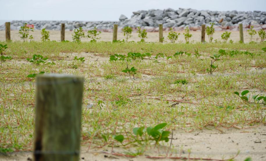 Revitalização da orla vai ampliar em quase cinco vezes a área de restinga nativa de Matinhos