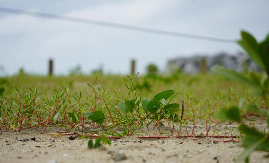 Revitalização da orla vai ampliar em quase cinco vezes a área de restinga nativa de Matinhos