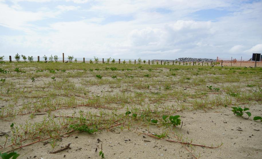 Revitalização da orla vai ampliar em quase cinco vezes a área de restinga nativa de Matinhos