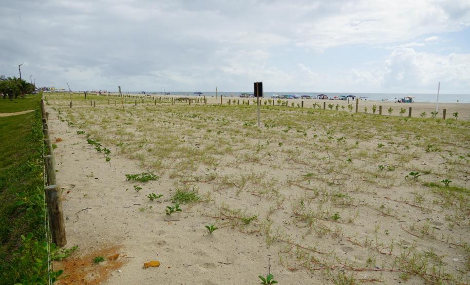 Revitalização da orla vai ampliar em quase cinco vezes a área de restinga nativa de Matinhos