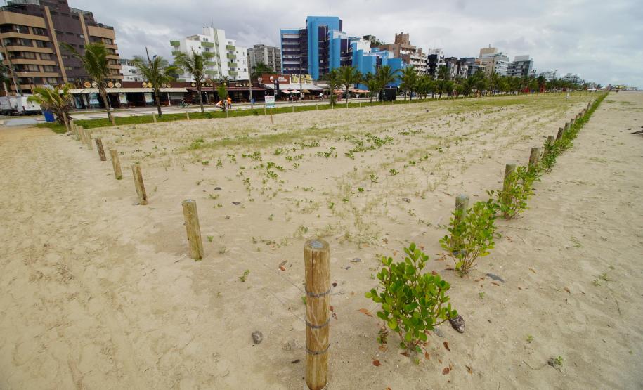 Revitalização da orla vai ampliar em quase cinco vezes a área de restinga nativa de Matinhos