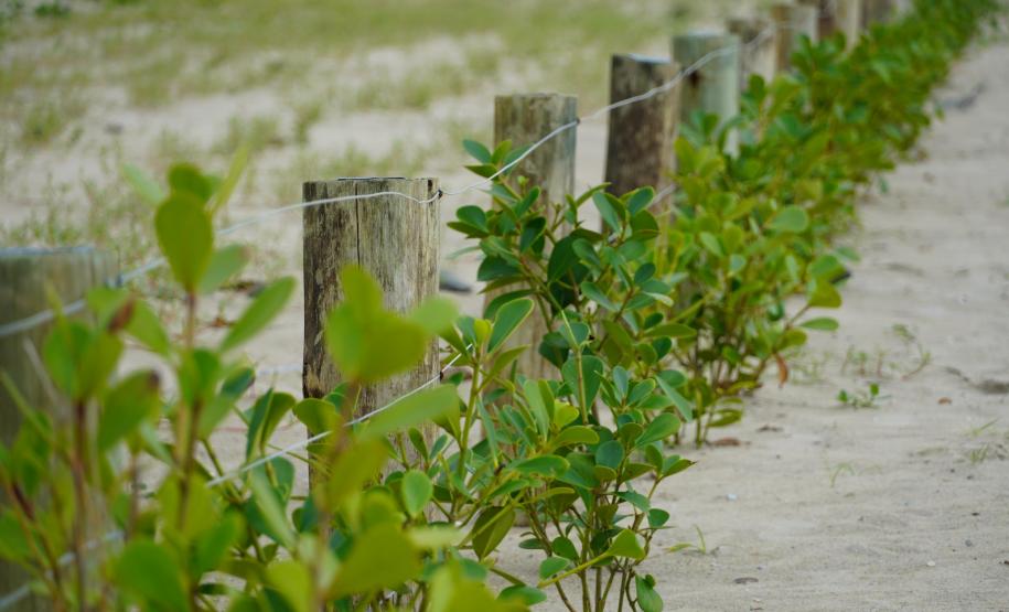 Revitalização da orla vai ampliar em quase cinco vezes a área de restinga nativa de Matinhos