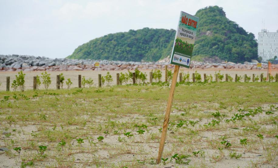 Revitalização da orla vai ampliar em quase cinco vezes a área de restinga nativa de Matinhos