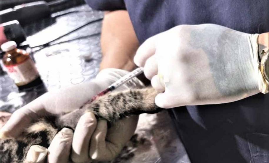 CastraPet Paraná alcança 73 mil animais esterilizados em 218 municípios