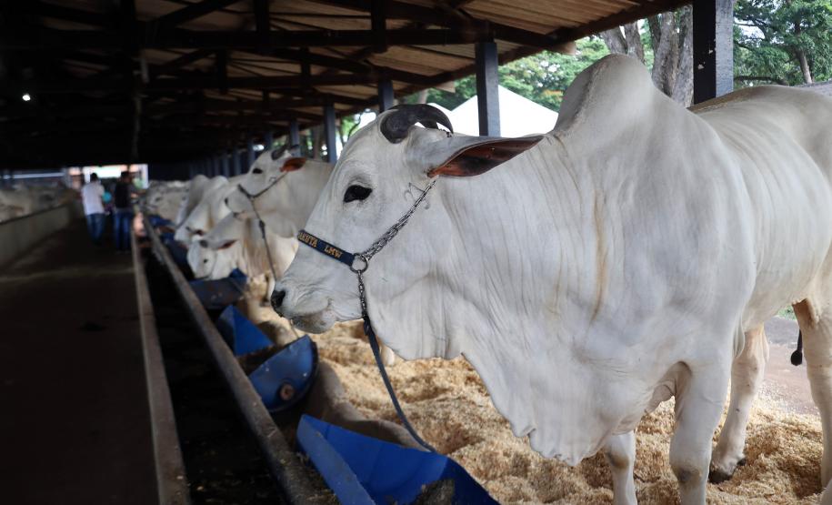 Na abertura da 61ª ExpoLondrina, governador destaca força do agronegócio paranaense