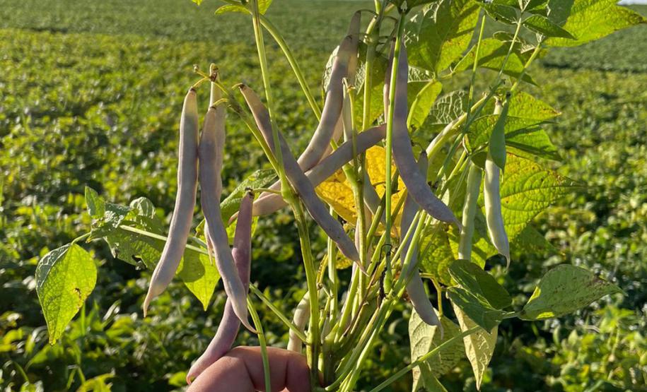 Paraná se destaca no melhoramento genético do feijão e garante maior produtividade