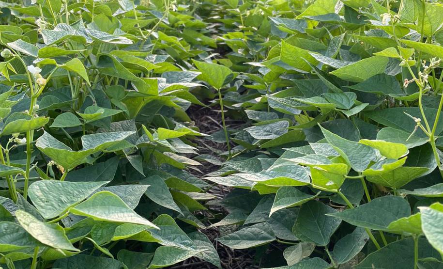 Paraná se destaca no melhoramento genético do feijão e garante maior produtividade