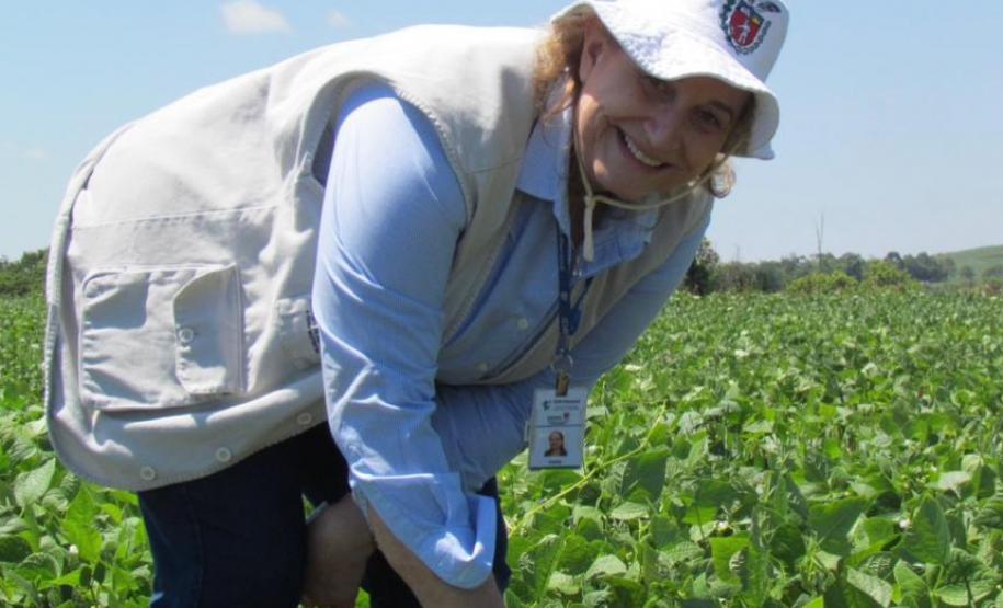 Paraná se destaca no melhoramento genético do feijão e garante maior produtividade