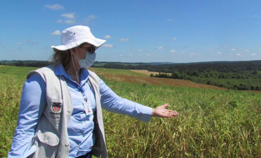 Paraná se destaca no melhoramento genético do feijão e garante maior produtividade