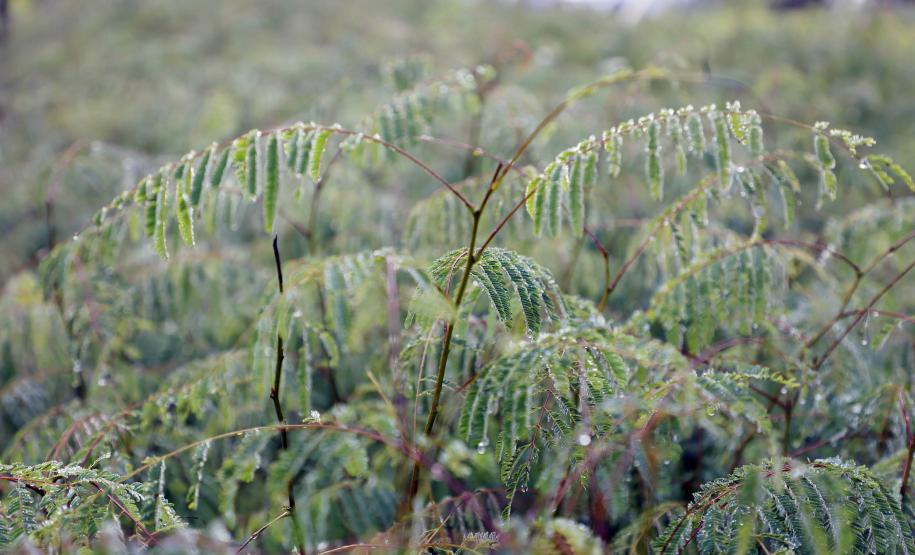 Paraná ativa Fórum de Mudanças Climáticas e abre consulta para política sobre biodiversidade