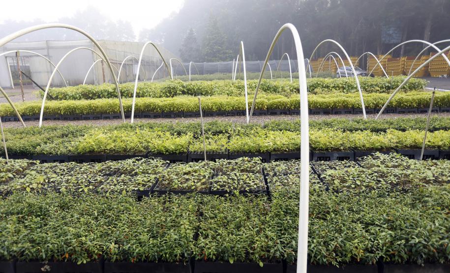 Paraná ativa Fórum de Mudanças Climáticas e abre consulta para política sobre biodiversidade