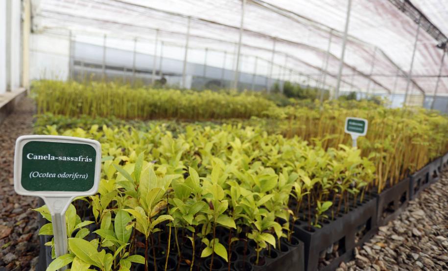 Paraná ativa Fórum de Mudanças Climáticas e abre consulta para política sobre biodiversidade