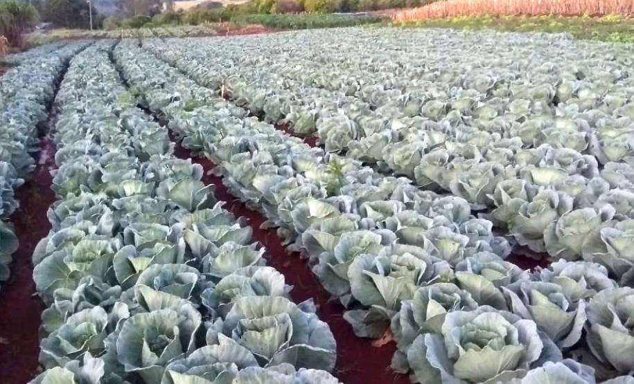 Coopera Paraná: Governo publica edital de R$ 31,5 milhões para apoiar agricultura familiar