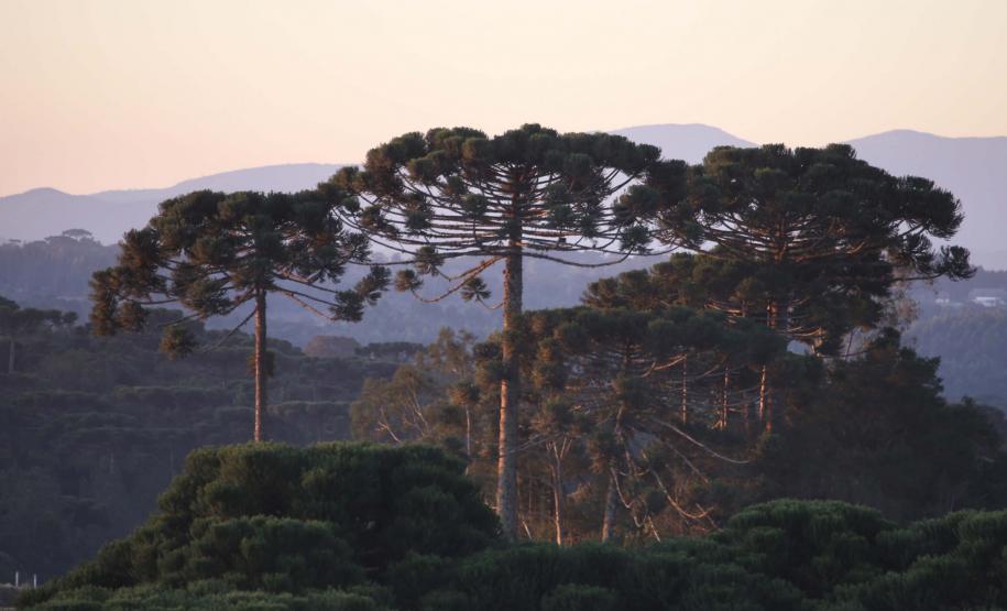 Confira o funcionamento dos órgãos e parques no feriado de Nossa Senhora Aparecida