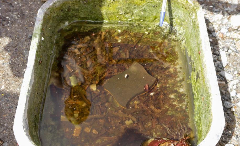 Mais de 300 profissionais trabalham na conscientização contra a dengue no Litoral