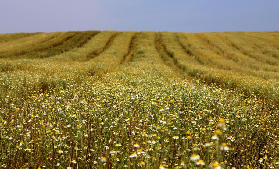 Paraná teve o maior crescimento da atividade econômica do Brasil em 2023