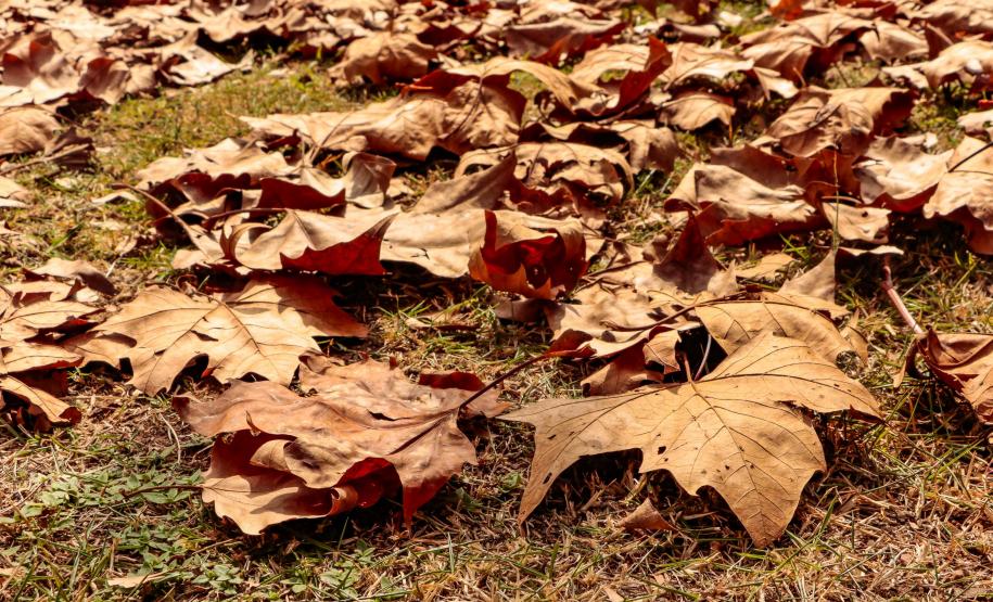 Outono terá veranicos, nevoeiros, geadas e diminuição das chuvas no Paraná
