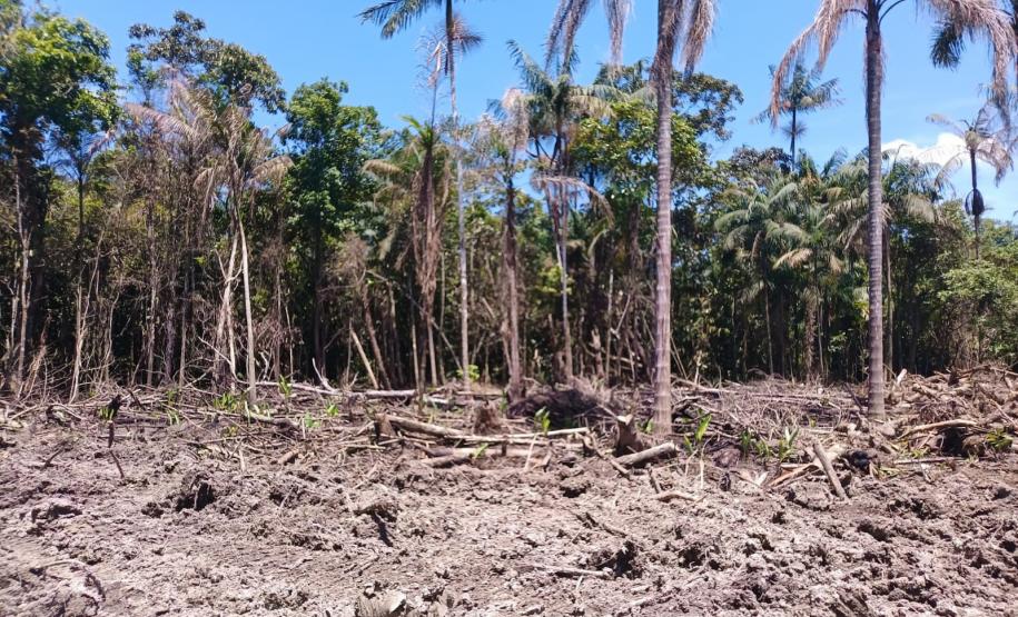 IAT aplicou R$ 40,2 milhões em multas por danos ambientais entre janeiro e março deste ano