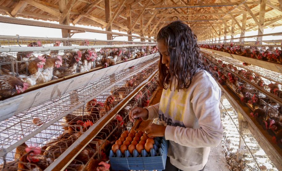 Produção de ovos do Paraná cresce 72% em uma década e mercado segue em expansão