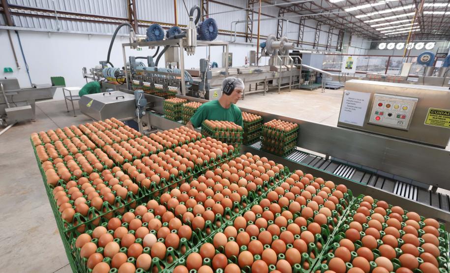 Produção de ovos do Paraná cresce 72% em uma década e mercado segue em expansão