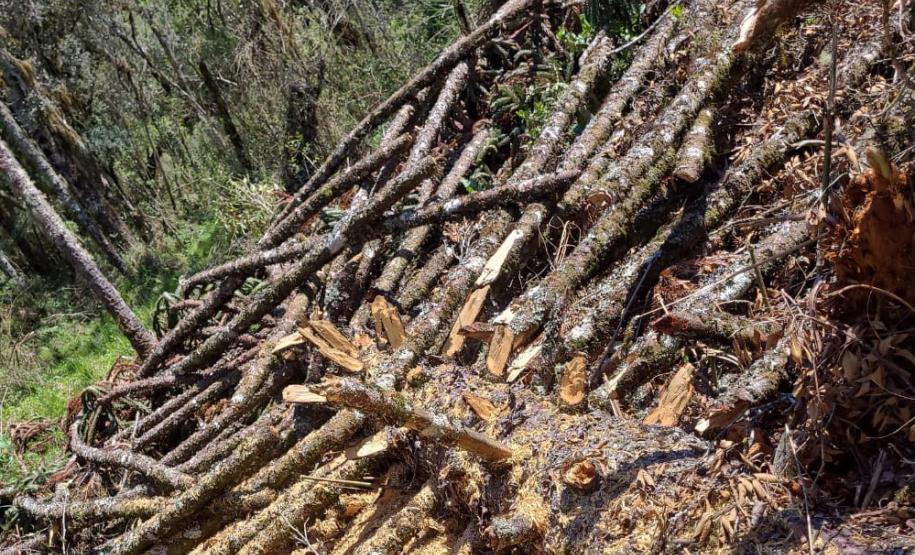 IAT aplicou R$ 40,2 milhões em multas por danos ambientais entre janeiro e março deste ano