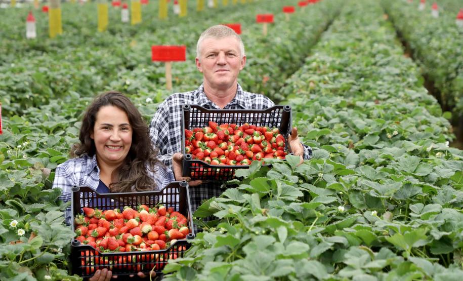 Pequenos negócios regionais terão preferência nas compras públicas do Paraná