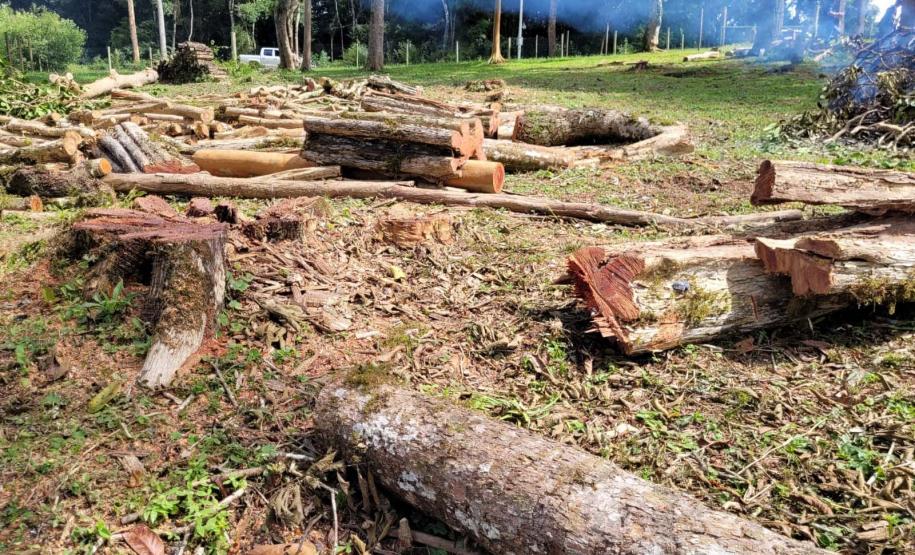 Operação de fiscalização remota aplicou R$ 5,9 milhões em multas por desmatamento ilegal no Paraná.