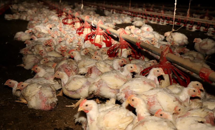 VBP Agropecuário do Paraná cresce 11% em 2023 e alcança R$ 197,8 bilhões