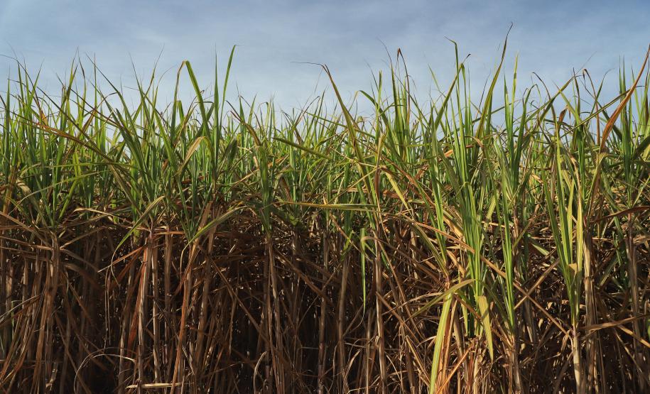 VBP Agropecuário do Paraná cresce 11% em 2023 e alcança R$ 197,8 bilhões