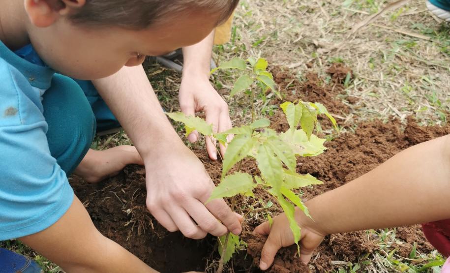 No Dia Mundial do Meio Ambiente, Paraná alcança 9,8 milhões de mudas distribuídas desde 2019.