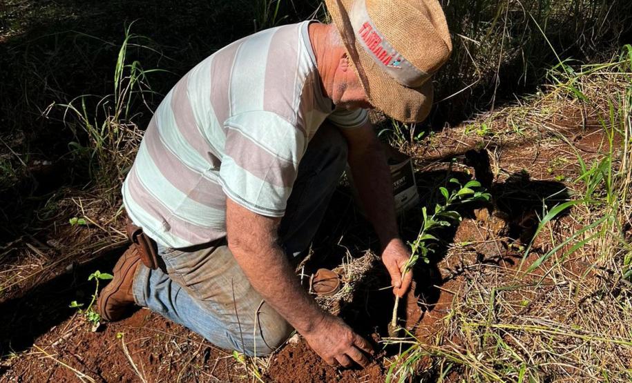 No Dia Mundial do Meio Ambiente, Paraná alcança 9,8 milhões de mudas distribuídas desde 2019.