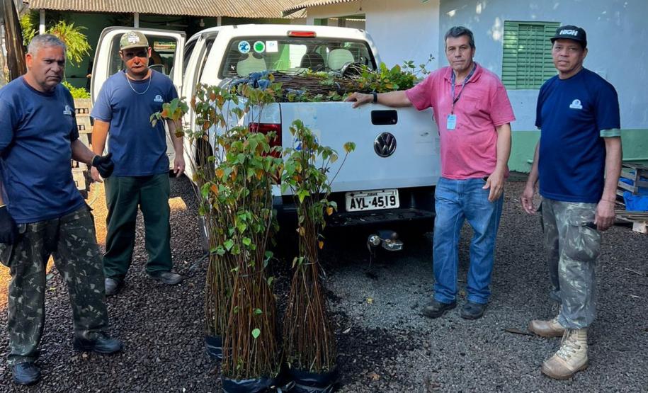 No Dia Mundial do Meio Ambiente, Paraná alcança 9,8 milhões de mudas distribuídas desde 2019.