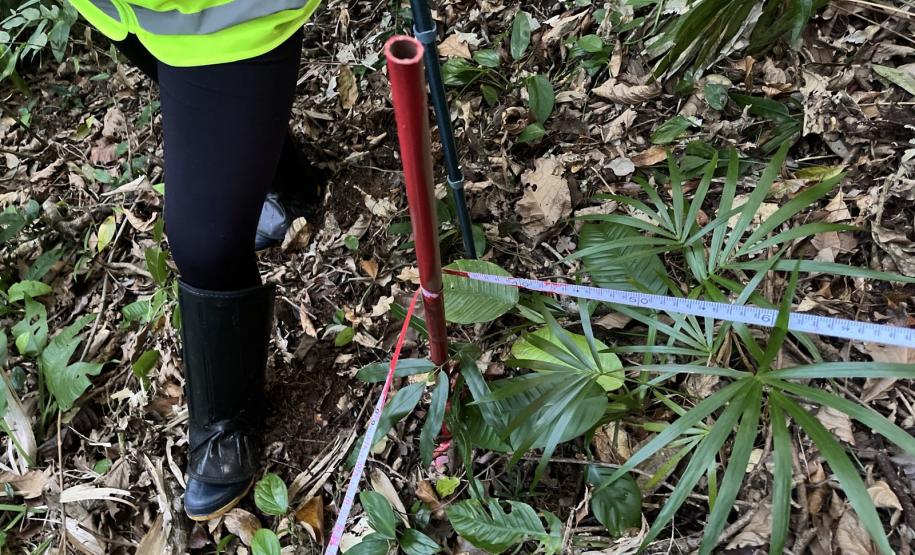 Monitoramento da flora na Ponte de Guaratuba visa melhorias e preservação