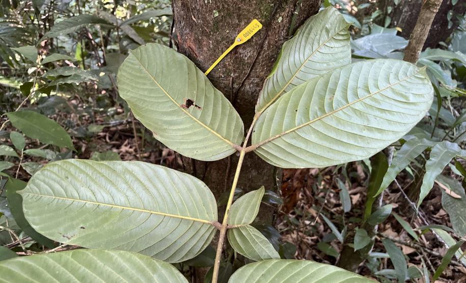 Monitoramento da flora na Ponte de Guaratuba visa melhorias e preservação