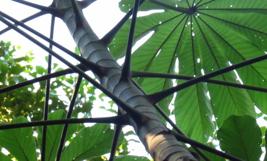 Monitoramento da flora na Ponte de Guaratuba visa melhorias e preservação