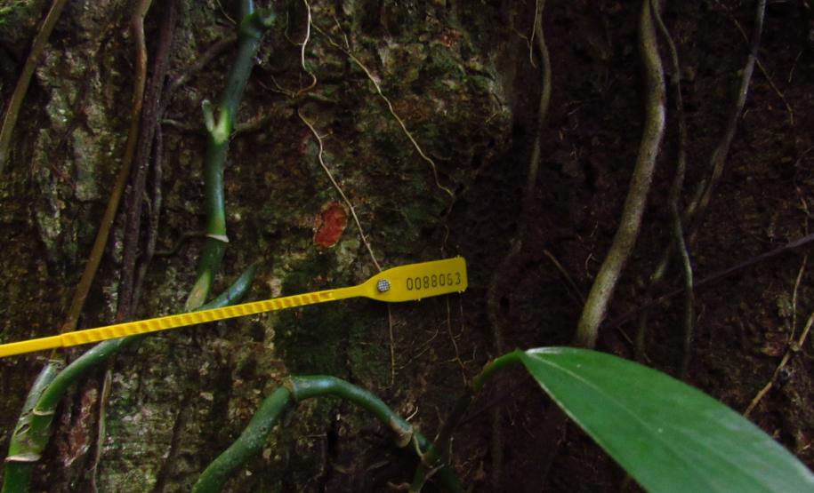 Monitoramento da flora na Ponte de Guaratuba visa melhorias e preservação