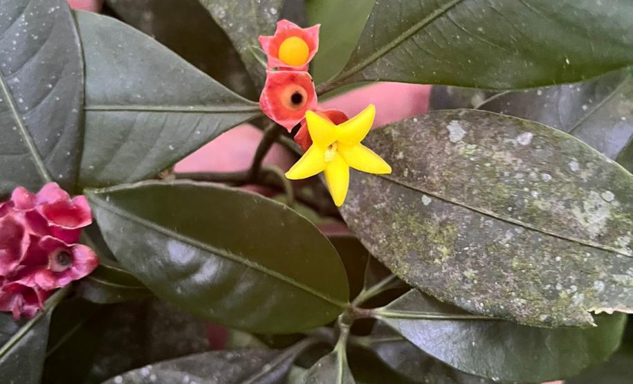 Monitoramento da flora na Ponte de Guaratuba visa melhorias e preservação