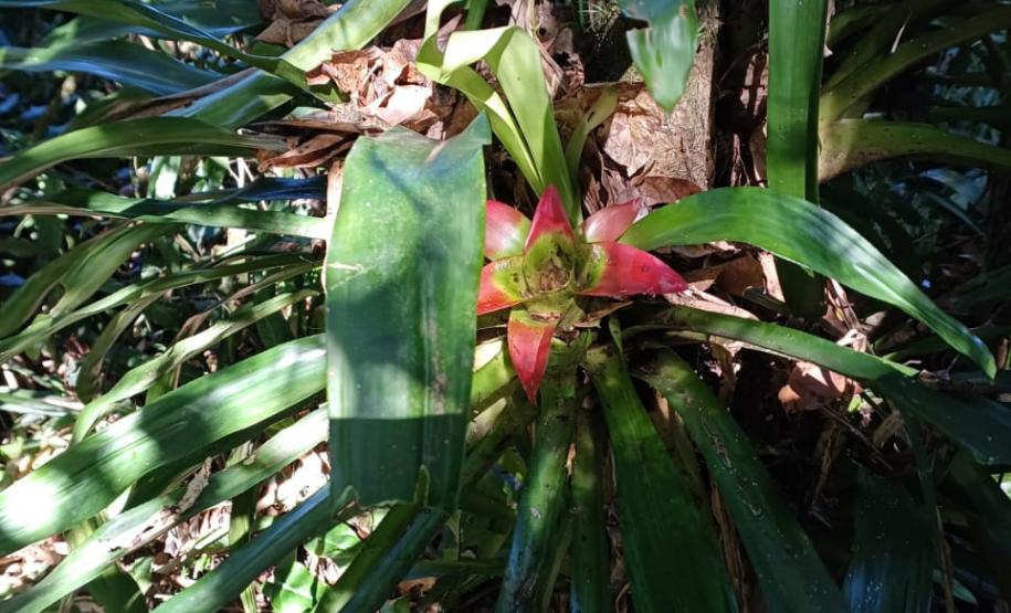 Monitoramento da flora na Ponte de Guaratuba visa melhorias e preservação