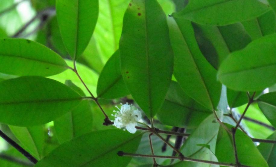Monitoramento da flora na Ponte de Guaratuba visa melhorias e preservação