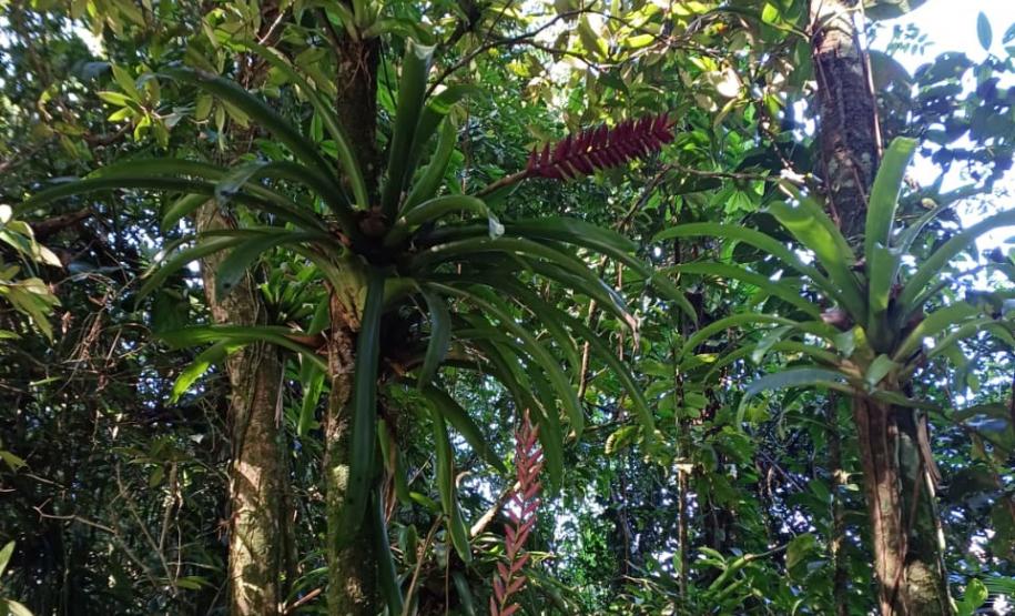 Monitoramento da flora na Ponte de Guaratuba visa melhorias e preservação